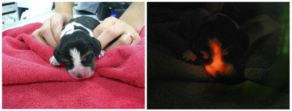 Светящийся щенок Светящийся щенок